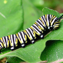 ascendant caterpillar